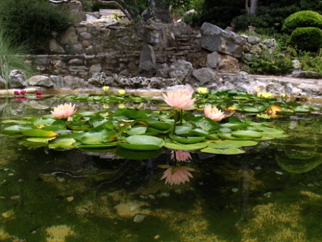 Lotus Reflection  Lotus Reflection